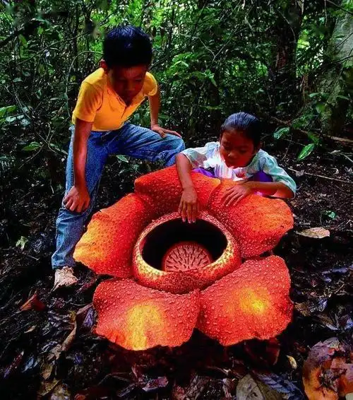 这散发着腐尸味道的"霸王花",真的能吃人?_大王