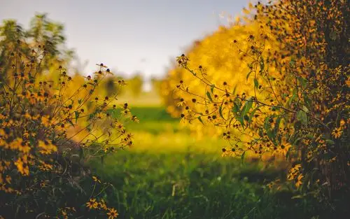 午后阳光唯美草地花草高清桌面壁纸_风景壁纸_壁纸下载_美桌网
