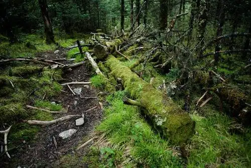 不输新西兰,浙南的这片原始森林透着古老和野性,一个如假包换的中土