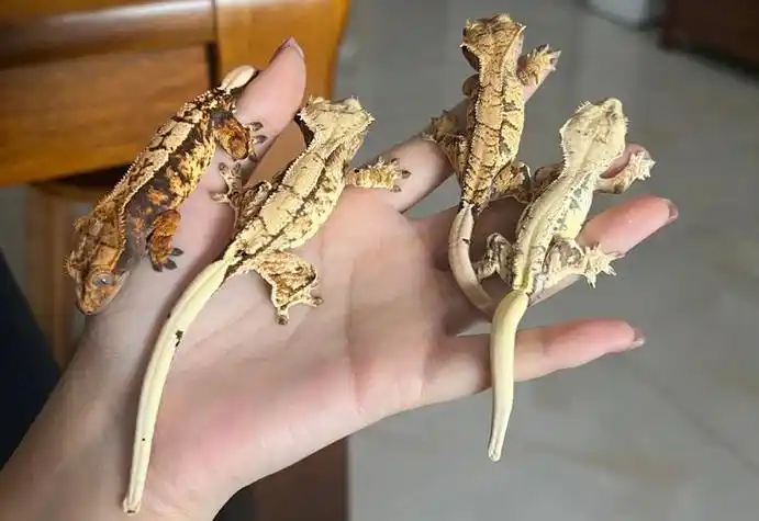 守宫部落 - 专业守宫养殖交流社区-上海尧蔚格商贸有限公司