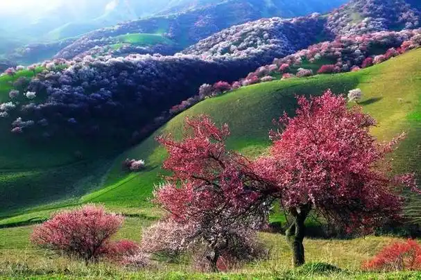 中华福寿山旅游区位于伊犁州霍城县大西沟乡境内,是集生态观光,文化