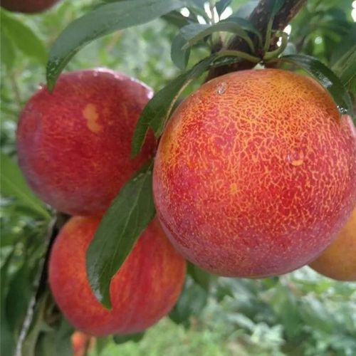 新品种李子树苗 大红袍李子苗特大果 七月成熟 软硬适中 甜 离核