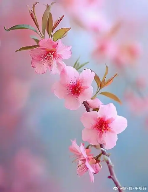 花开种花家##情感#  春天桃花壁纸,祝大家八方来贵人,人缘生旺,快来