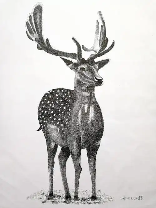 梅花鹿的另一个侧面