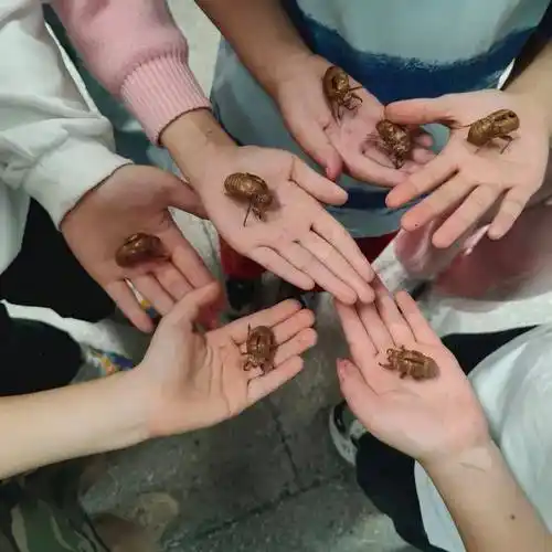 校园风采(78)丨巨化三小:采桑叶,食桑葚,养春蚕_活动_蚕宝宝_年级