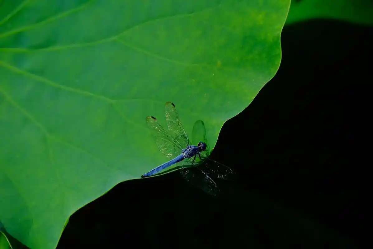 山脚下的荷花,记忆里的红蜻蜓.99"晚霞中的红蜻蜓,请你告诉 - 抖音
