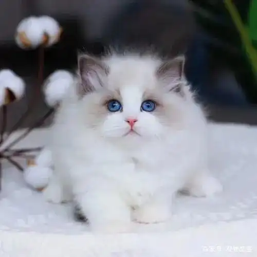 蓝眼布娃娃波斯猫拥有柔软丝滑的被毛,独特的甜美脸蛋和甜美的个性,是