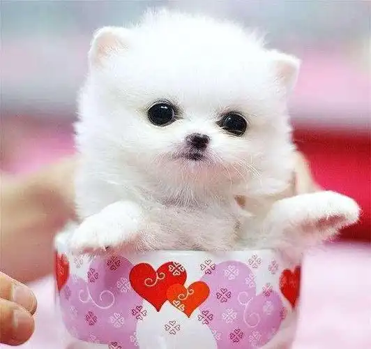 世界上最与众不同的狗狗,集才能美貌于一身!不可思议!