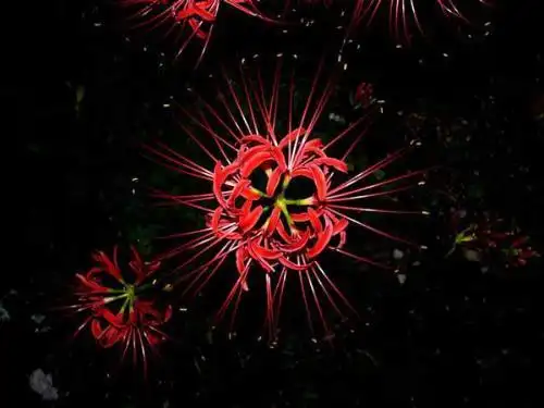 谁有血红色彼岸花图片?