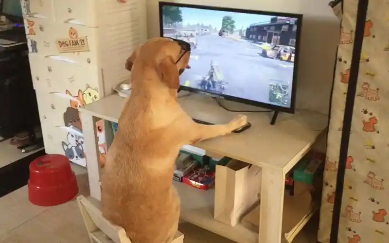 狗狗玩吃鸡游戏这技术你打得过吗不服来战