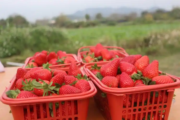 乐达教育空中草莓园快乐采摘之旅!