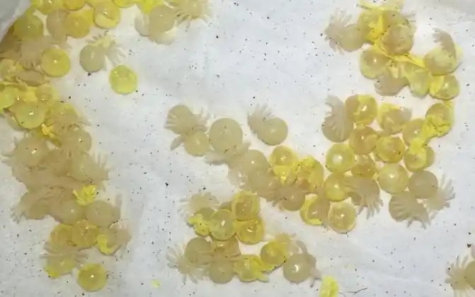 你见过刚孵化出的小蜘蛛吗?拆蛋,橙巴布.