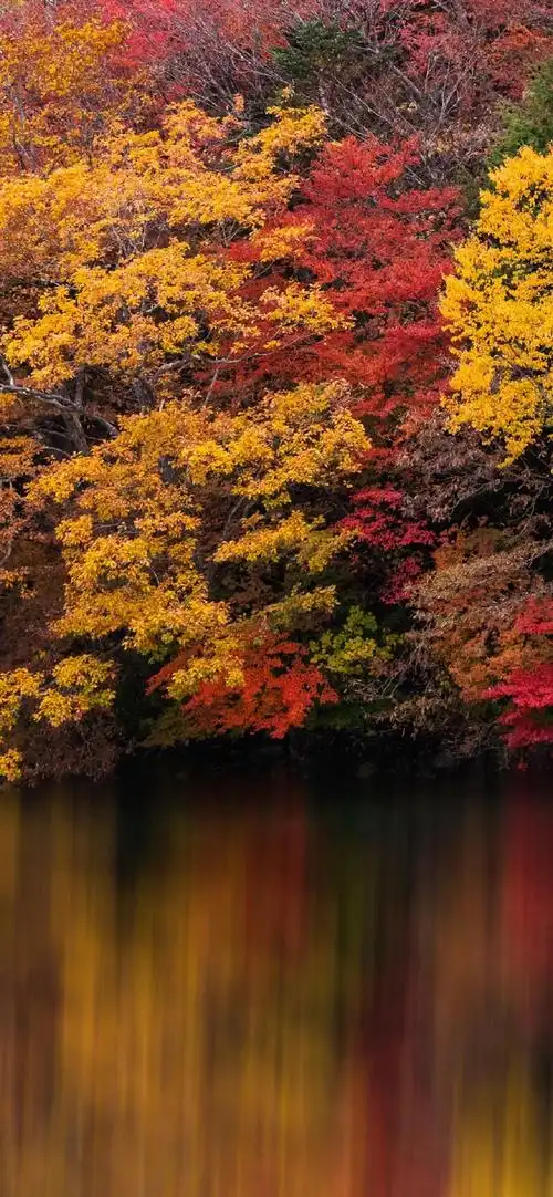 秋日落叶纷飞美景高清手机壁纸