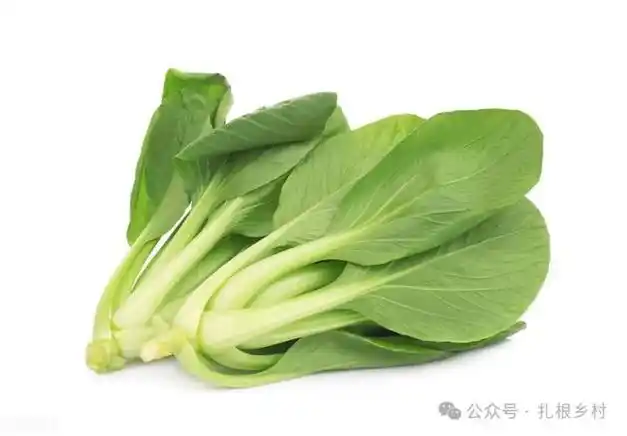 惊蛰过后,6种"懒人菜"可以种了:管理简单又容易种活,别错过|蔬菜|黄瓜