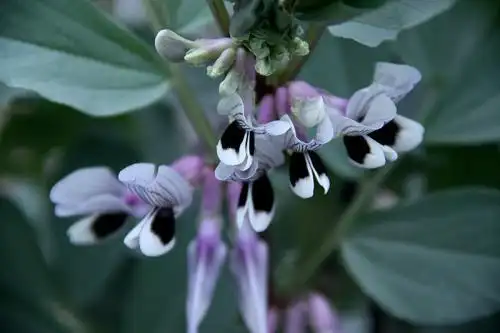 歇后语:蚕豆开花的后半句是什么