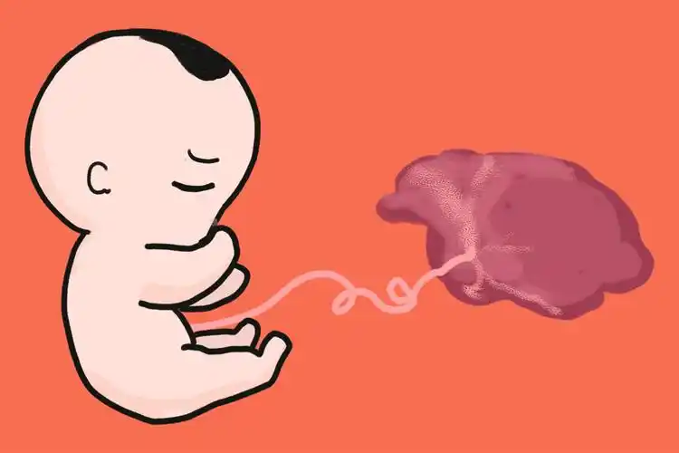 婴儿胎盘的功效与作用(新生儿的) - 乐宝宝贝