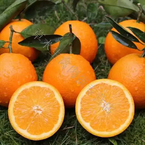 10051451257465商品名称:轻恋现货广西自种当季水果纽荷尔脐橙