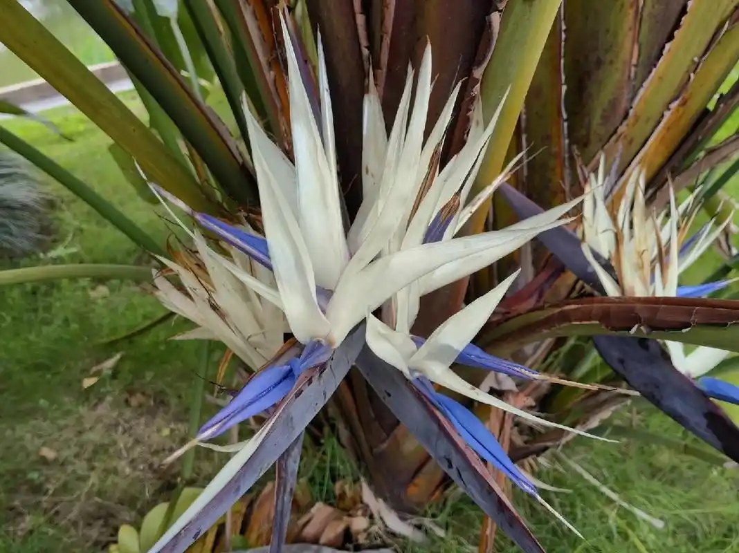 的天堂鸟--鹤望兰94 【大鹤望兰】:别名尼可拉鹤望兰,尼古拉鹤望兰