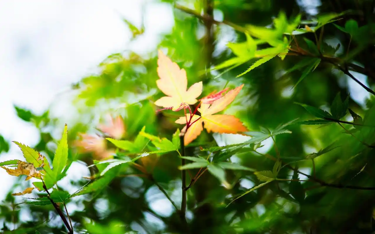 初秋枫叶唯美护眼高清桌面壁纸下载9