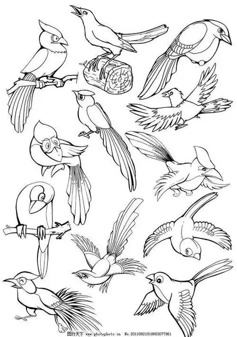 鸟禽的画法步骤(禽鸟的画法)