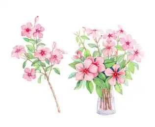 水彩画长春花 花束