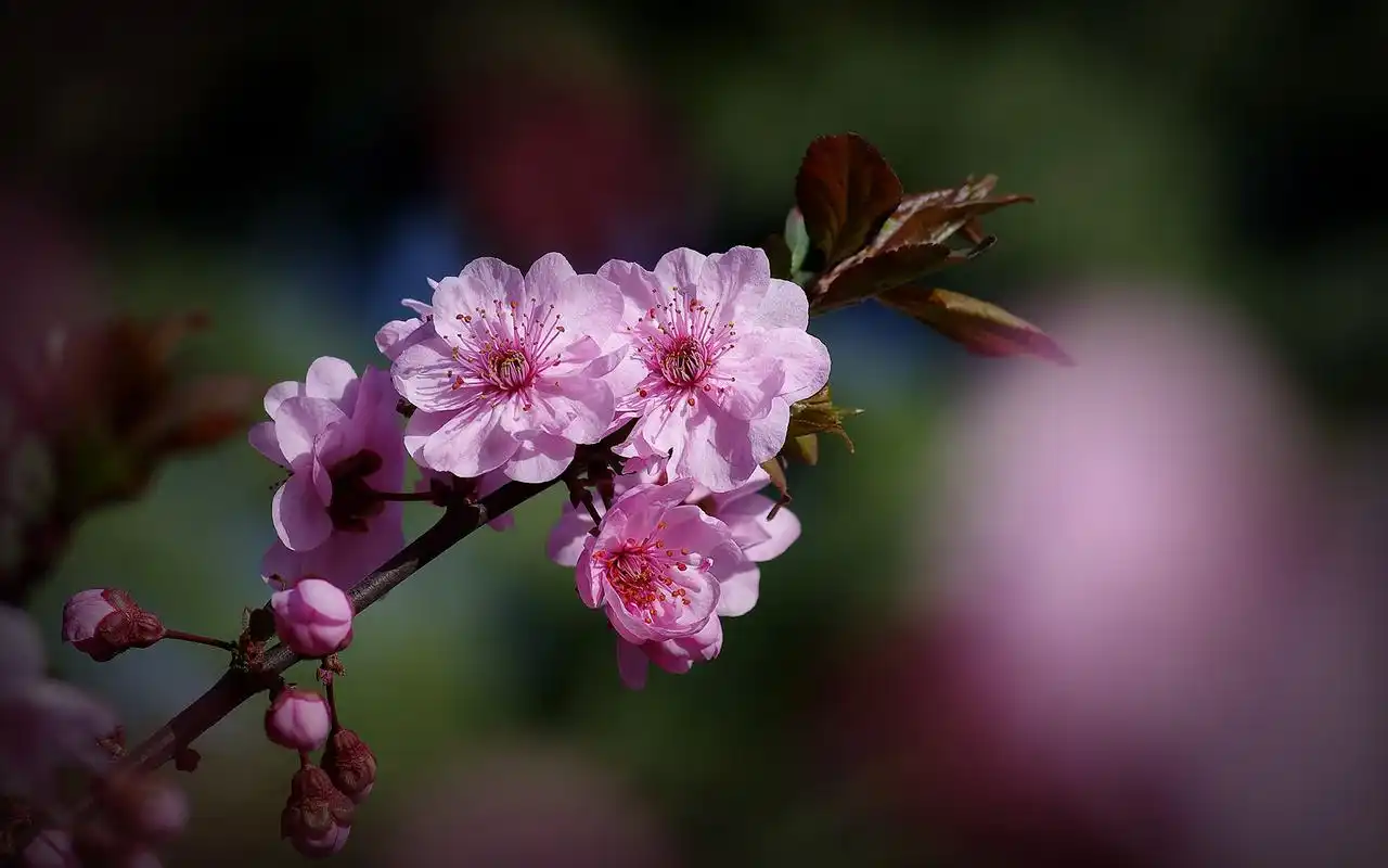 美人梅高清植物图片电脑桌面壁纸