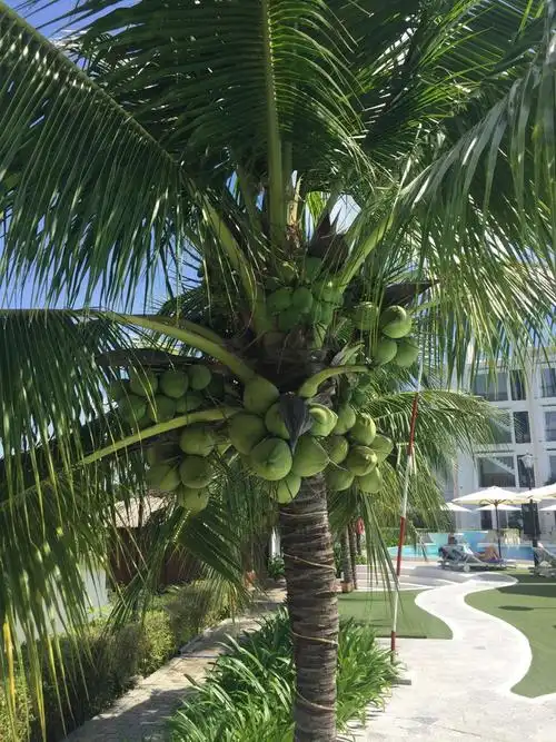 浅说海南的植物