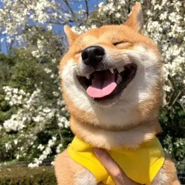 2022全新很招财的可爱动物头像生活没有低谷只有蓄势待发