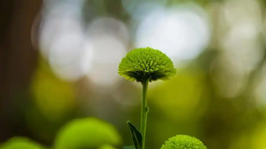 绿色护眼植物唯美高清桌面壁纸