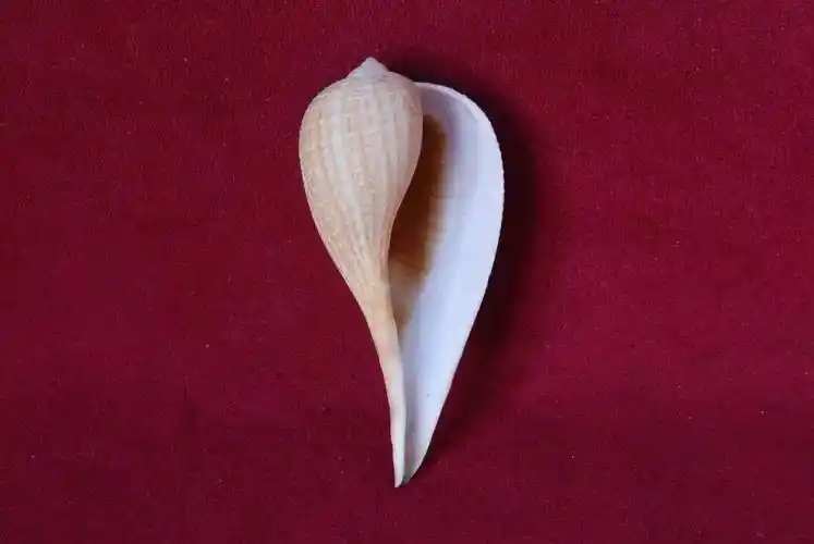 小贝壳大世界珍稀贝壳线上微展览