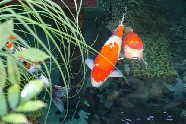 别墅庭院水景如此设计,禅意绵绵不绝,心驰神往