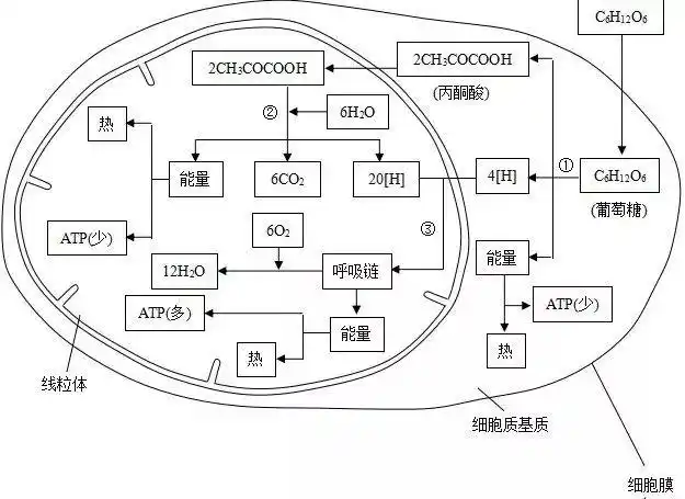 有氧呼吸与无氧呼吸的比较6.