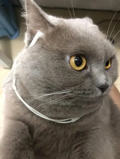 蓝猫的寿命有几年