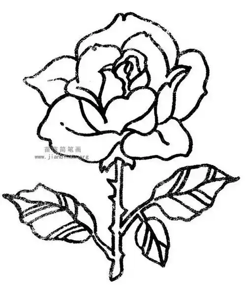 月季花简笔画月季花简笔画带颜色