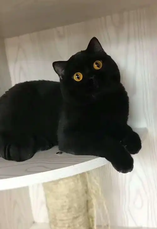 纯黑色英短坐标北京