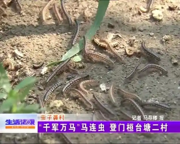 糁死了桓台唐山唐二村几乎被虫子占领了