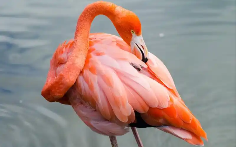 火烈鸟图片高清win8壁纸 动物图片,可爱图片,火烈鸟,电脑桌面壁纸, _