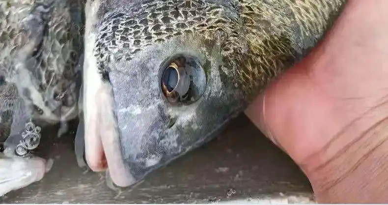 黑鲷鱼新鲜海捕黑翅鱼超大活冻海钓海鱼鲫鱼海鲜水产