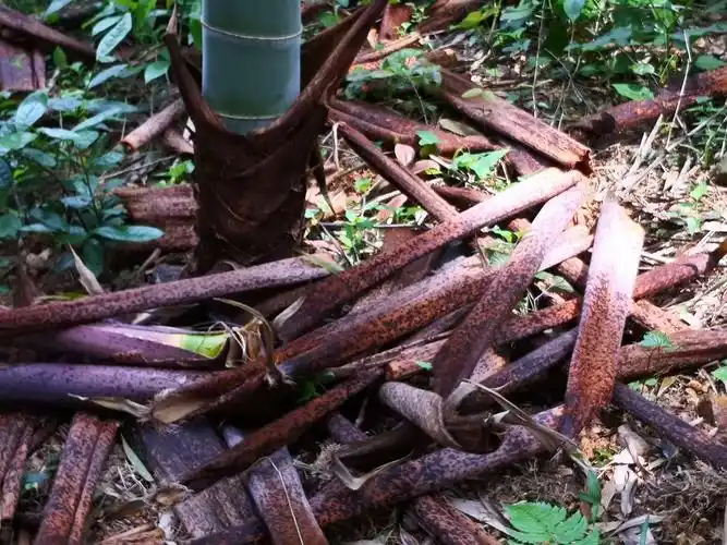 难忘儿时拾过的笋壳叶