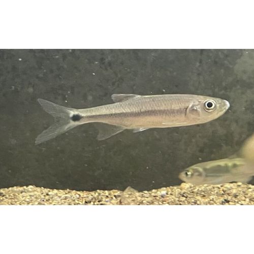 梦茜儿(mexemina)长鳍鱲异鱲群游鱼原生态淡水鱼马口好养耐养不加温