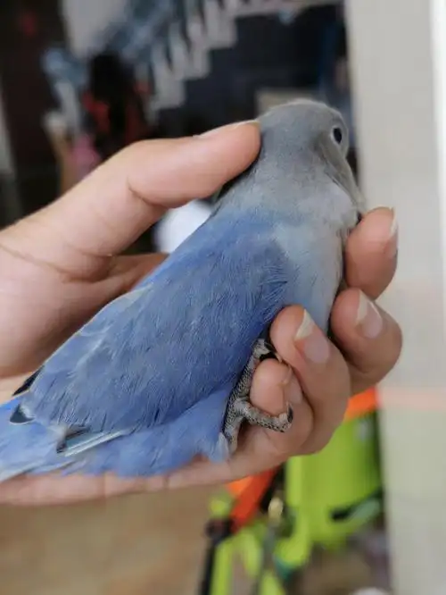 个月应该再孵一窝,不知道有没有小伙伴想订的,地点,成都#手养牡丹鹦鹉