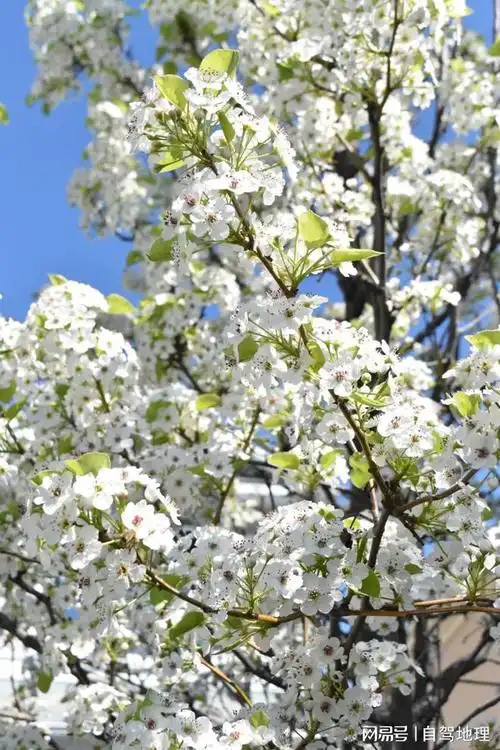 全网霸屏预警四川最美梨花即将上线这篇赏花攻略可收藏走起