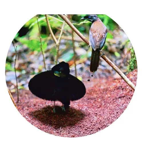 "尬舞大师"阿法六线极乐鸟求偶舞,树枝上的是鸟.