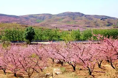 新闻 本地"花果之乡 幸福坨南"作为满城区西部生态旅游一张靓丽名片