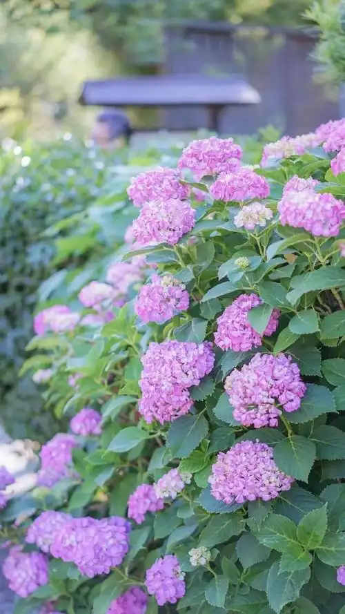 小清新绣球花唯美简约花语,高清图片,手机锁屏桌面-壁纸族