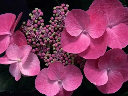 美丽清雅的绣球花桌面高清壁纸