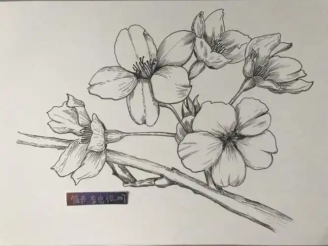 画の喃喃自语(197)—黑白花意-樱花 - 简书