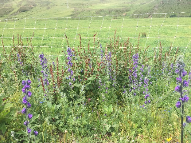 在柯拉乡附近利用样方法测量了植被盖度,此处植被主要类型为高寒(灌丛