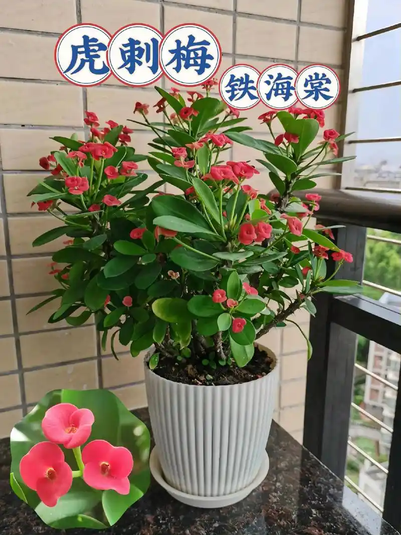 虎刺梅铁海棠盆栽