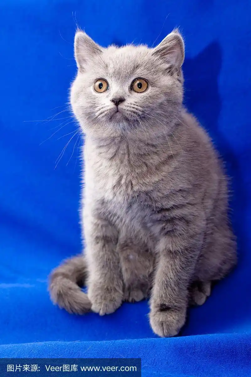 英国短毛蓝小猫